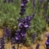 Lavandula angustifolia 'Hidcote' -- Lavendel